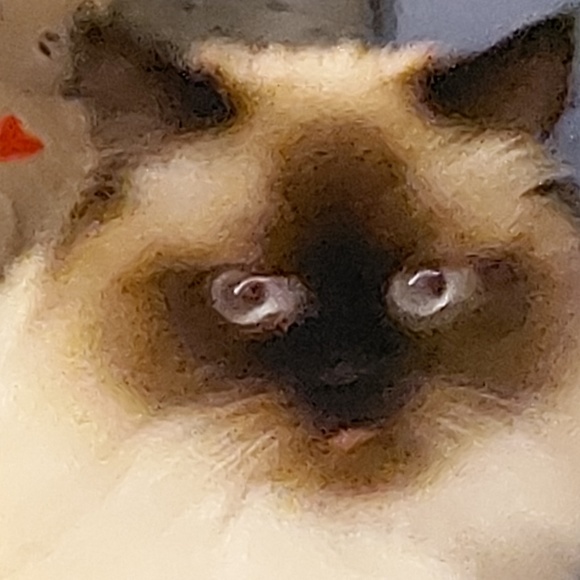 Meet your Posher, TheLilyBug! - Picture 1 of 1